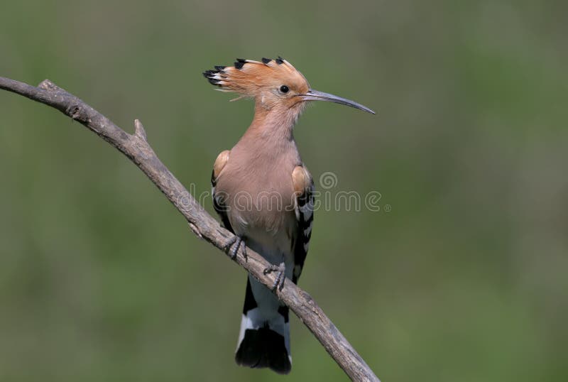 Hoopoe sits on a sloping branch with his front to the photographer. And with an open crown on blurred background royalty free stock images